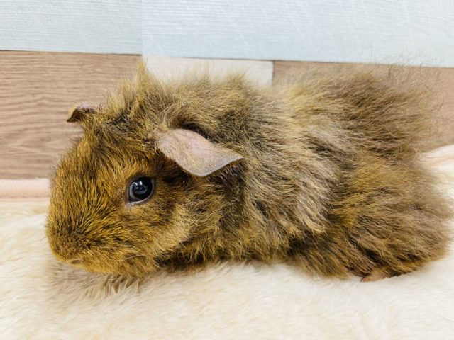 ぷいぷい鳴くのが可愛いんです♡テッセルモルモットのブラウンカラー！