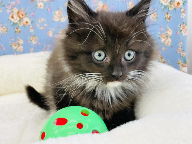 白の靴下と手袋！？サイベリアンくん(ブラック＆ホワイト)