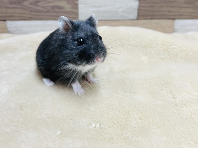 食欲旺盛な可愛い子♥リアルブラックハムスターちゃん！