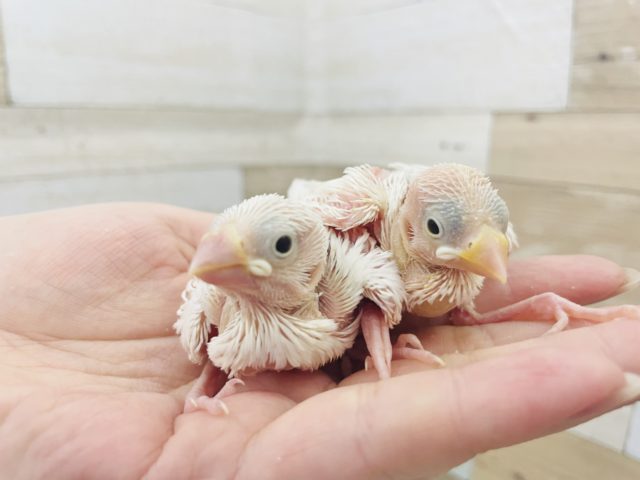 人気の真っ白な天使✨白文鳥ヒナ！