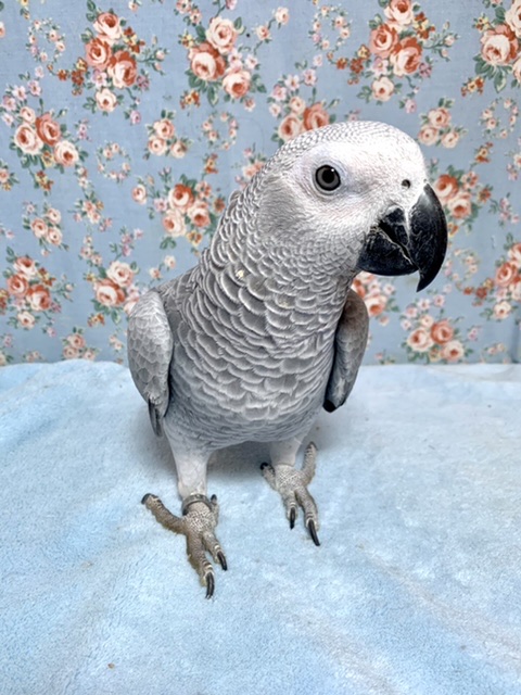 ヨウム 女の子 おしゃべり練習中♪  2/19