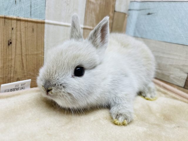 クリクリおめめが可愛いです☆ネザーランドドワーフのスクワーレルカラー！