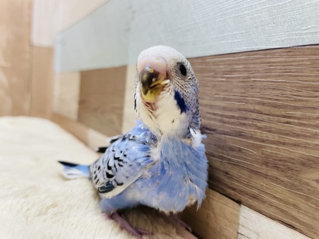つぶらな瞳の可愛いヒナさん☆セキセイインコのオパーリンカラー！