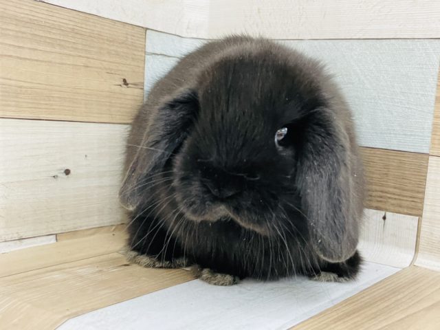 うさまんじゅう！？ホーランドロップイヤーちゃん(ブラック)