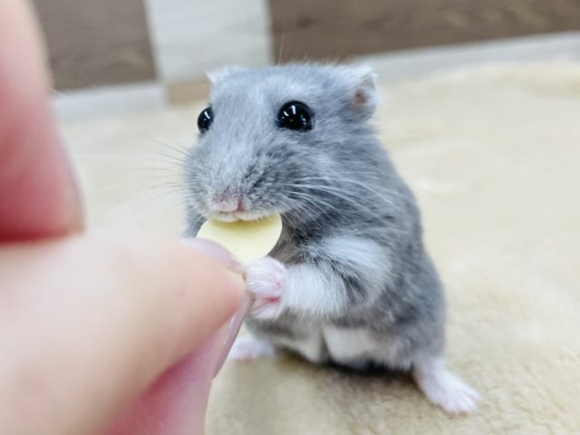 美味しいものよこせぇ〜♥ロシアンブルーハムスターくん！