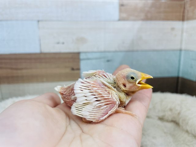 よく食べてよく寝ます。。白文鳥さん！