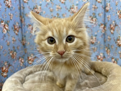 甘えん坊のシャイボーイ!!　サイベリアンの男のコ 2022.2/9撮影