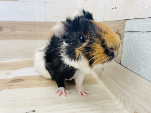 超ホヤホヤ最新画像！巻き毛モルモットの男の子入荷しました～☆