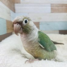最新画像になります☆なでなで練習中！ホオミドリウロコインコさん♪