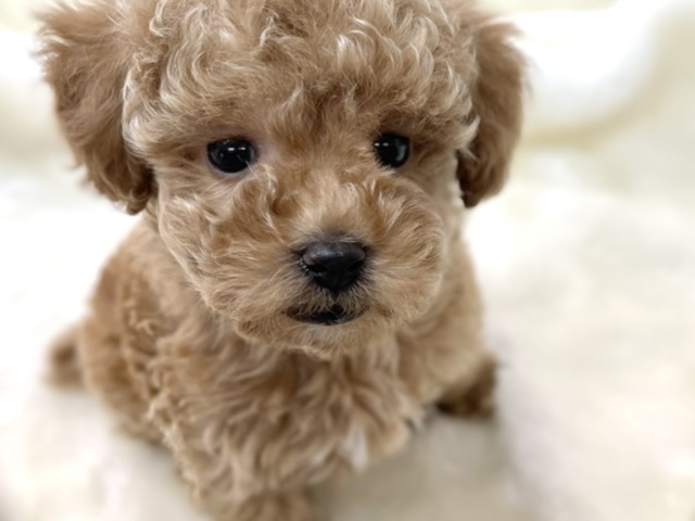 トイプードル（レッド）2021年12月25日生まれ　男の子