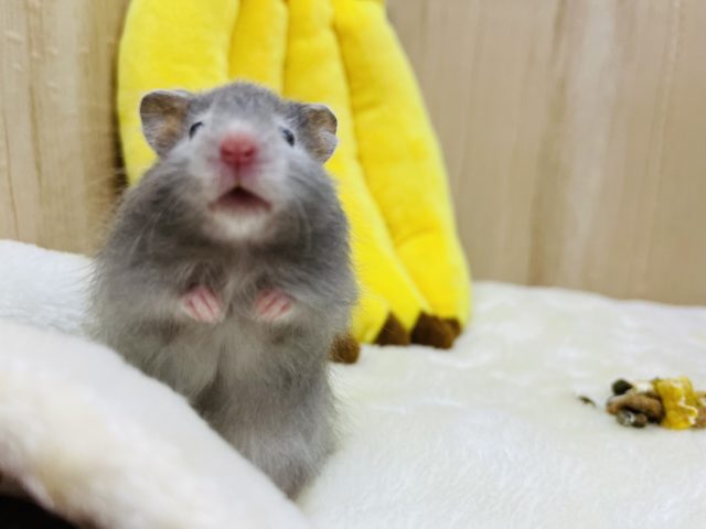 淡めカラー☆セーブルハムスター男の子