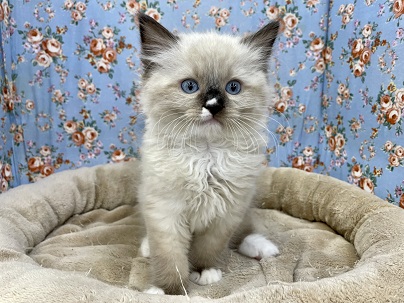 ほんわか系のふわふわボーイ☆　ラグドールの男のコ 2022.2/24撮影