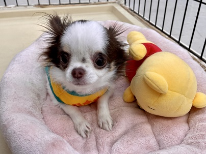 お洋服を着る練習中!!　ロングコートチワワの女のコ　2022.2/24撮影