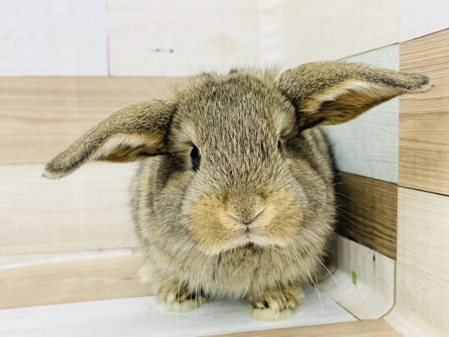 まだ耳垂れません…ロップイヤーラビットさん(チェスナット)