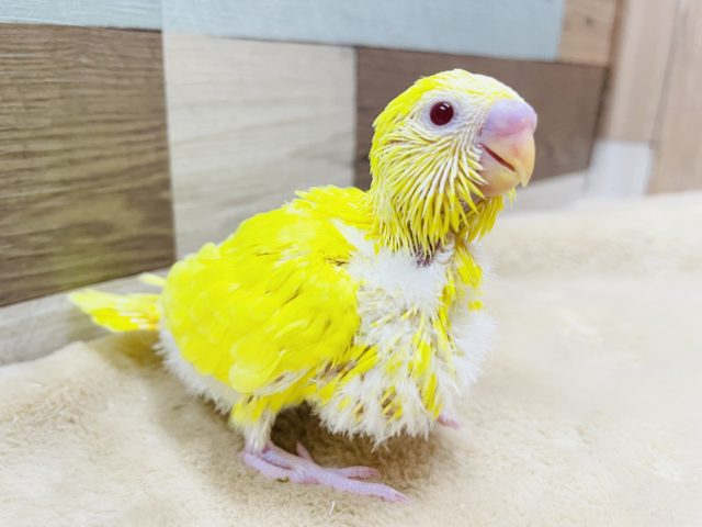 わたわたのヒナさん☆セキセイインコのルチノーカラー！