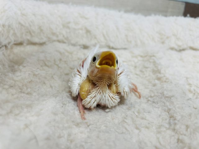 おねだり上手♡うぶちゃん白文鳥！