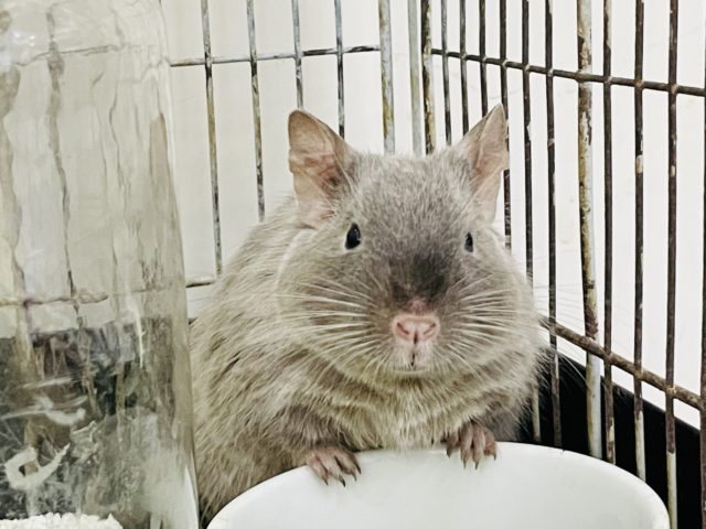 超ホヤホヤ最新画像★積極的ですね♡チョコレートデグーくん