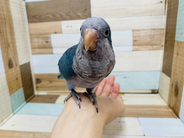 かまちょさん♪オキナインコ(ブルー)さん☆
