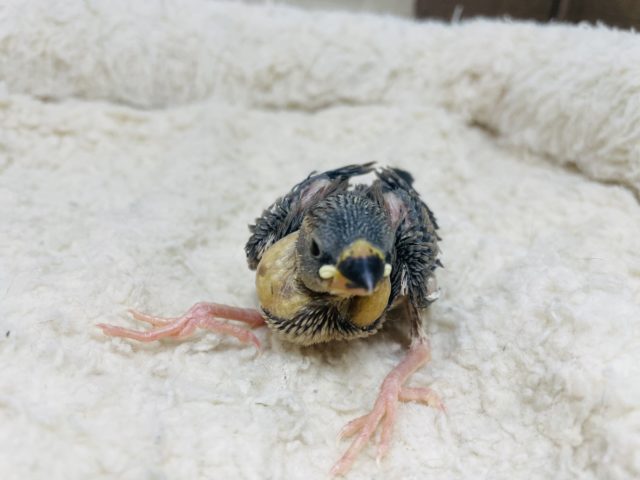 うっとりします、癒しを与える桜文鳥！