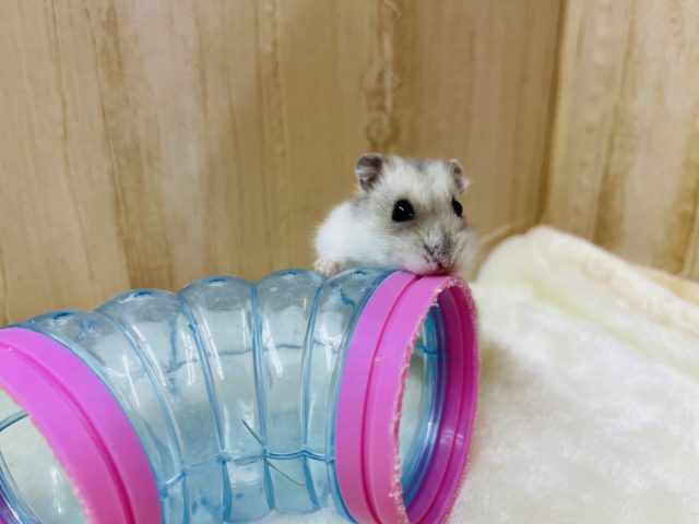 一緒に遊んで！！サファイアブルー女の子