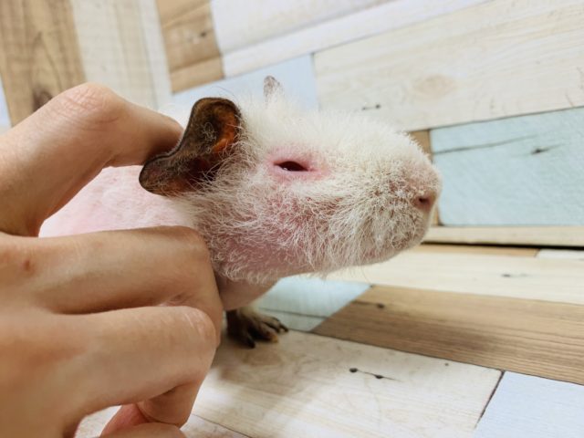 カキカキ大好き♡スキニーギニアピッグさん！