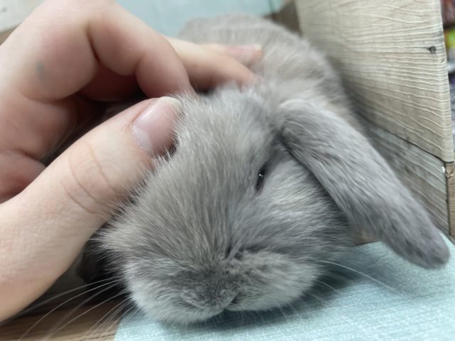 動くぬいぐるみ？？　ホーランドロップ　オパール　男の子