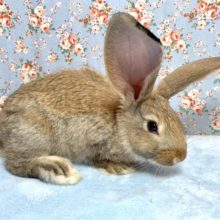 フレミッシュジャイアント  男の子  2/12