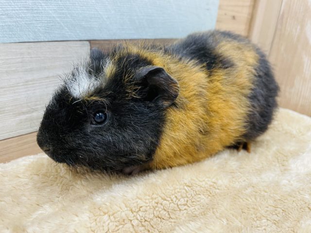 最新ナデナデ動画あります！色の入り方がカッコいい☆クレステッドモルモット！