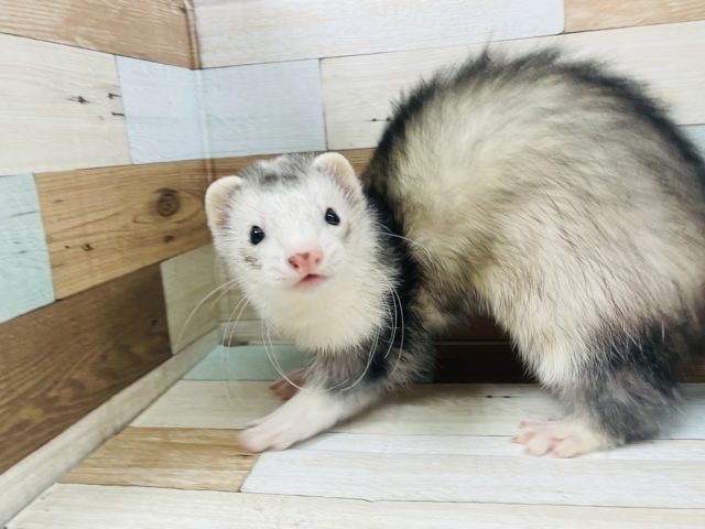 最新画像です〜むちむちボディ!!マーシャルフェレットくん☆