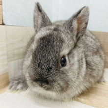 胸キュン♥️まるむちなミニウサギさん(チンチラ)