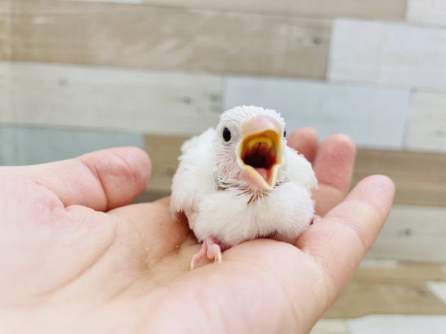 いっぱい食べちゃうよ★白文鳥ヒナ！