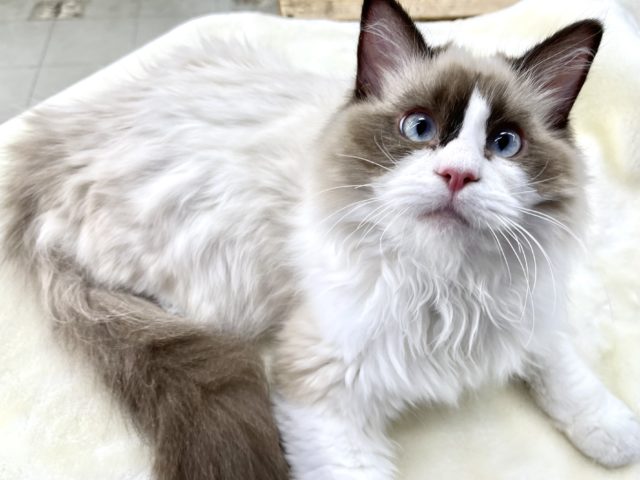 ラグドール（シールポイントバイカラー）2021年7月10日生まれ　男の子