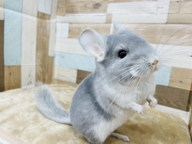 レアカラーのブルーダイヤモンドカラー☆チンチラの女の子！！