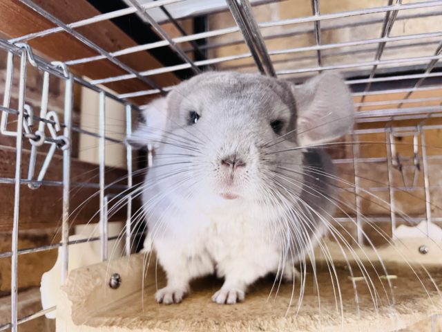 超ホヤホヤ最新画像！砂浴び大好き♥️メロメロ必須！チンチラくん(バイオレット)