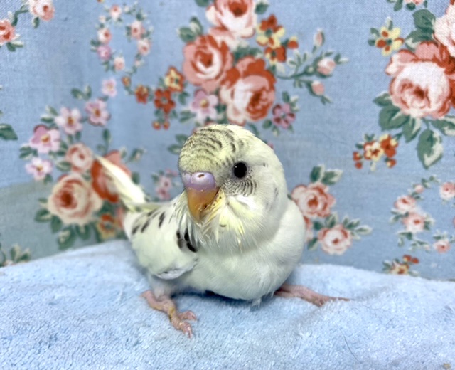セキセイインコ 4色ハルクイン 2/1