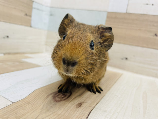 そんな可愛い顔で見つめられたら…♡イングリッシュモルモットちゃん！