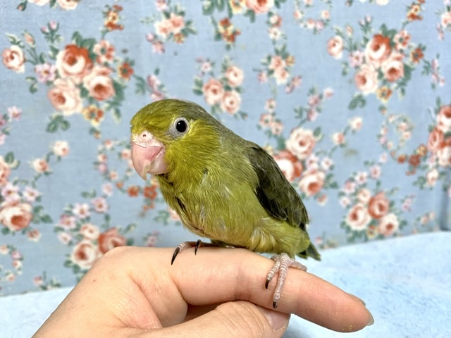 マメルリハ ブラックオリーブ 男の子 2/26