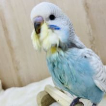 爽やかブルー！ジャンボセキセイインコ(スパングル)