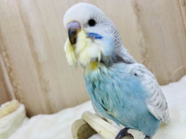 爽やかブルー！ジャンボセキセイインコ(スパングル)