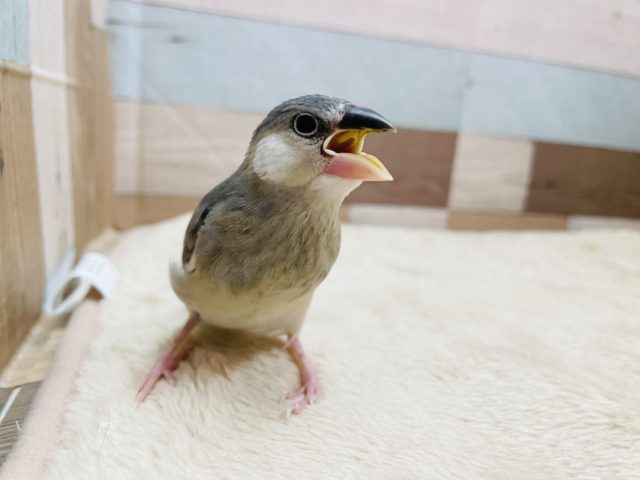 最新画像有り☆食いしん坊なヒナさんです☆桜文鳥！