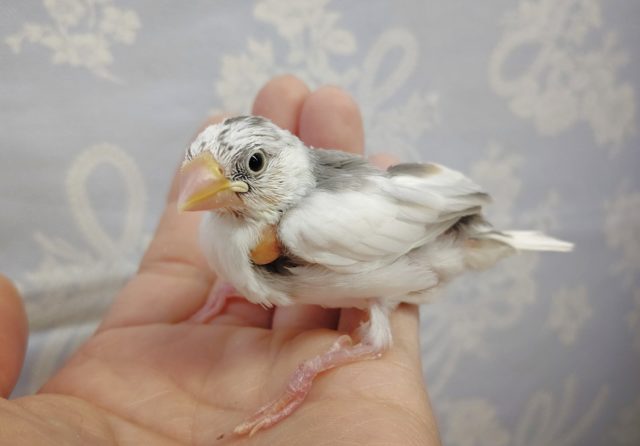 白文鳥　2022年02月12日　最新画像