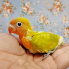 愛らしい～　ヤマブキボタンインコ　2022年02月20日