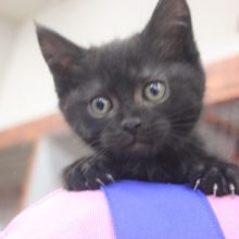 まるでジジ♥甘えん坊でちょっぴり天然なマンチカンくんです★♂