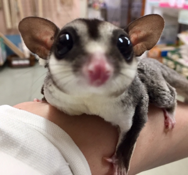 フクロモモンガ（ノーマル）男の子　２０２１年３月生まれ