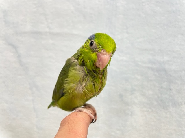 最新画像♪美しさUP！マメルリハ（ノーマル）男の子　２０２２年１月生まれ