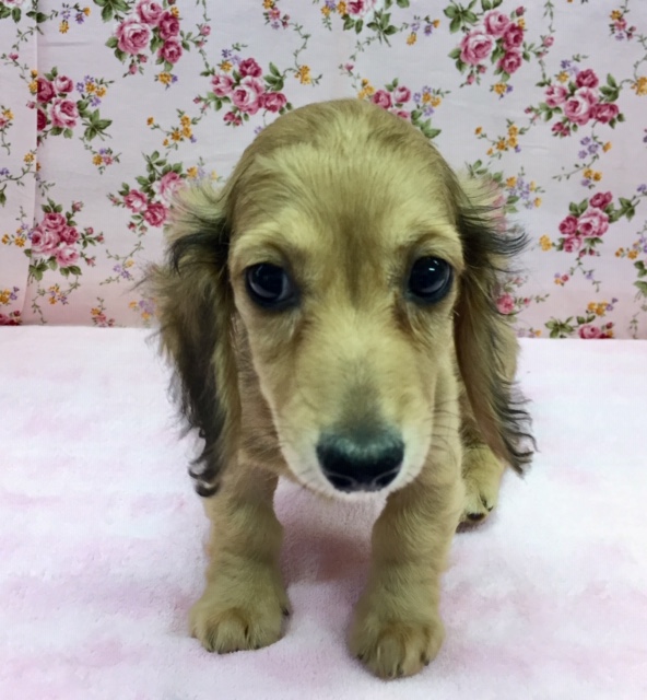 ミニチュア・ダックスフンド（レッド）女の子　２０２１年１２月１７日生まれ　入舎！！