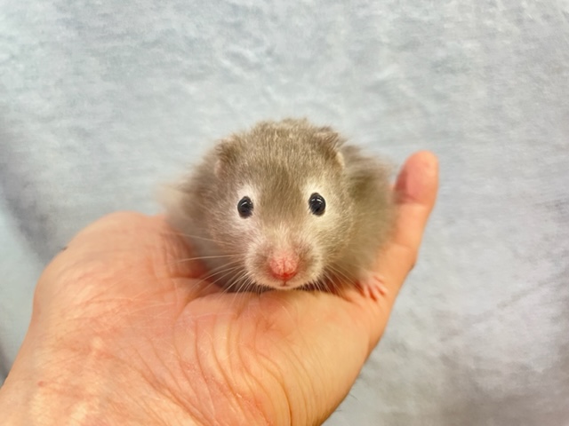 白いメガネ💛セーブルハムスター　男の子　2022年1月生まれ