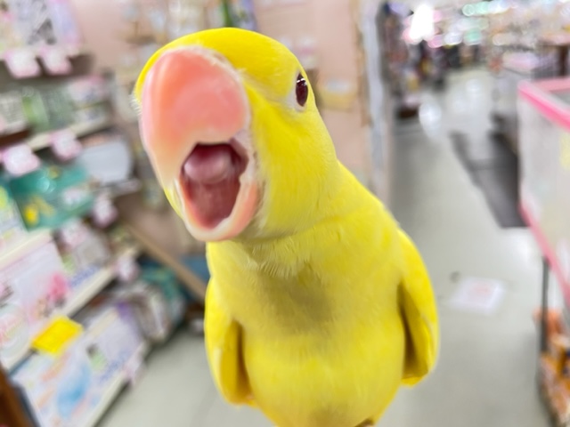最新画像♪キョエ～♪ワカケホンセイインコ（月の輪インコ）ルチノー 2021年12月生まれ