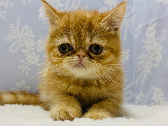 ぶちゃっとがたまらない♡エキゾチックくん☆