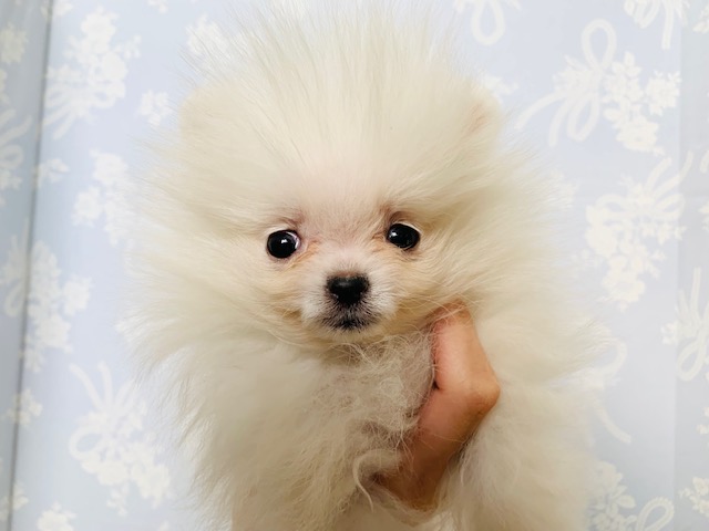 ハイテンションで飛び跳ねます☆ポメラニアンくん♪